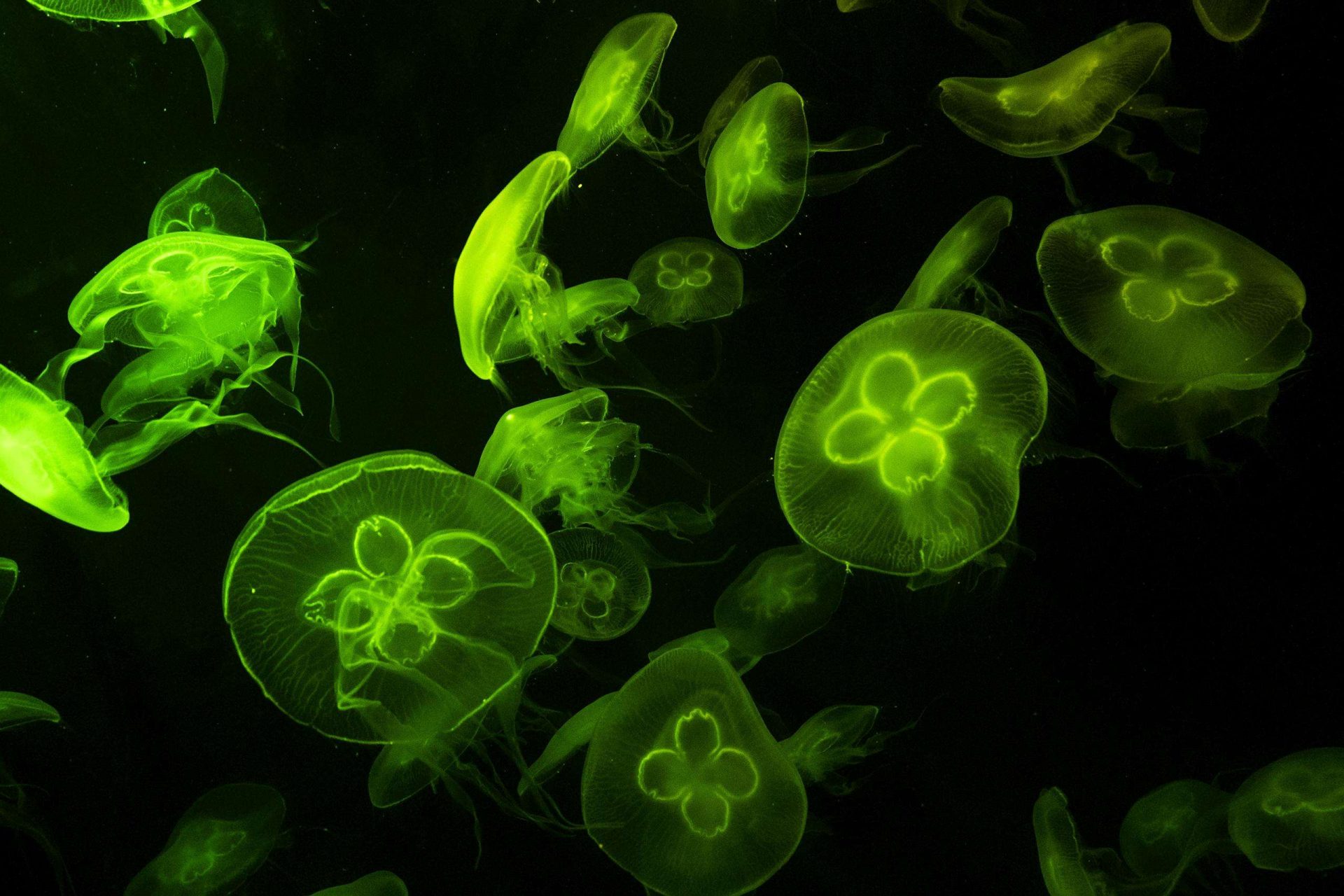 Underwater Photography of Green Jelly Fish